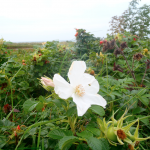 sensommarros